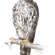 Illustration for article titled 15-year-old prodigy girl draws amazingly well emand/em trains falcons too
